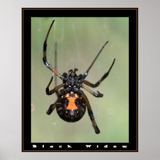 Poster Veuve noire
