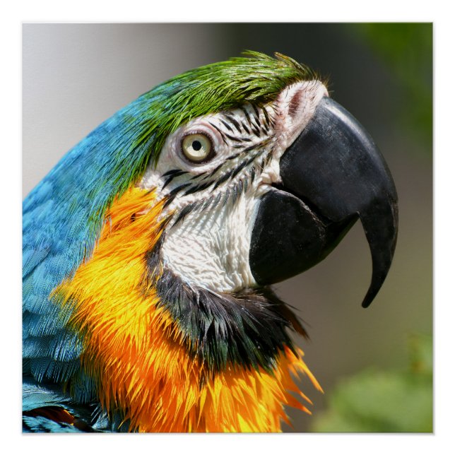 Poster Vibrant couleur Macaw (Devant)