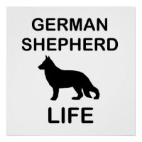 vie de berger allemand