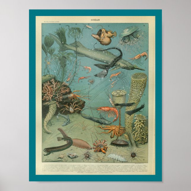 Poster Vie marine couleur vintage - Imprimer (Devant)