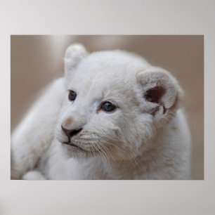 Poster Vieux petit animal de lion blanc de six semaines