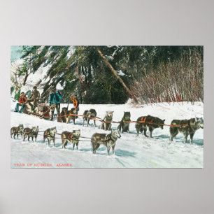 Poster View of a Husky Dog-Sled Team