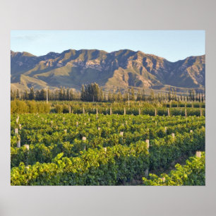 Poster vignes de Cabernet Sauvignon à Huailai Rongchen 2