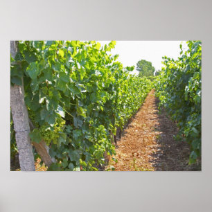 Poster Vignes entraînées à haute altitude sur fils souten