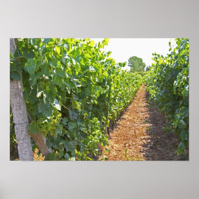 Poster Vignes entraînées à haute altitude sur fils souten (Devant)