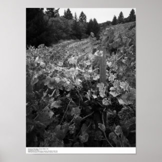 Poster Vignoble et collines, vignoble de Draper, 1966