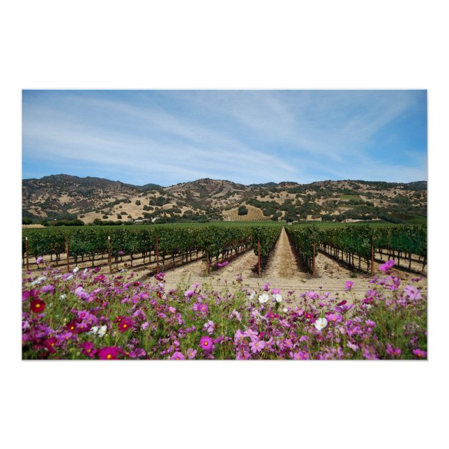 Poster Vignoble Napa Valley avec Cosmos (Devant)