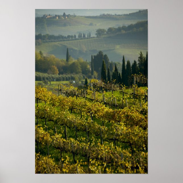 Poster Vignoble, Toscane, Italie (Devant)