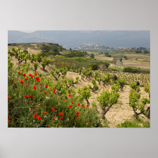 Poster Vignobles près de Laguardia, capitale de La Rioja (Devant)