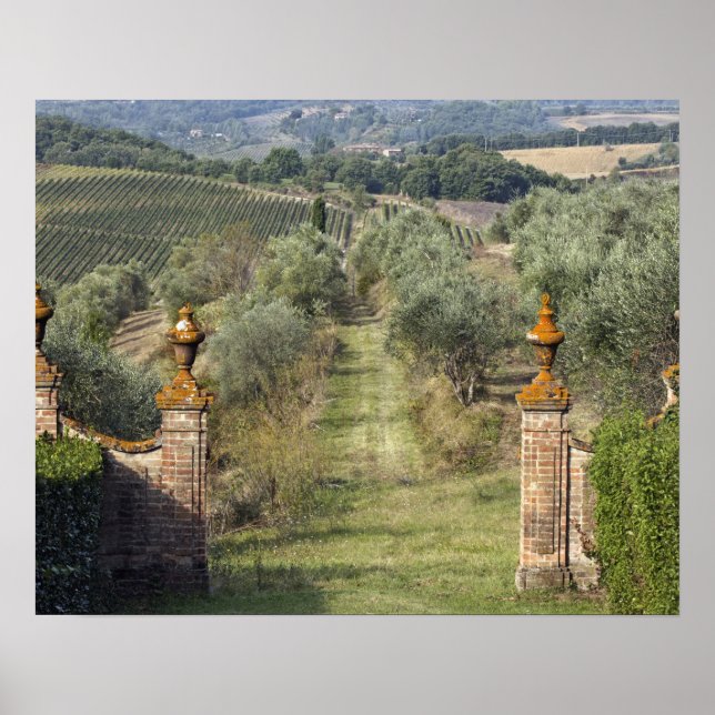 Poster Vignobles, Toscane, Italie (Devant)
