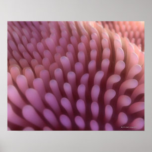 Poster Villi intestinal