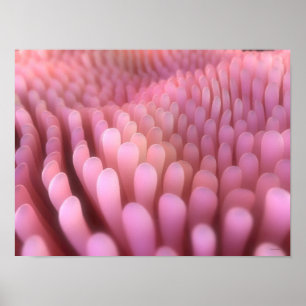 Poster Villus intestinaux 2