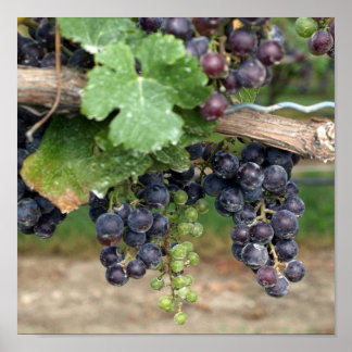 Poster Vin sur la vigne