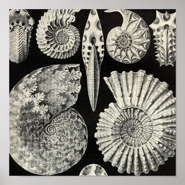 Poster vintage (Devant)