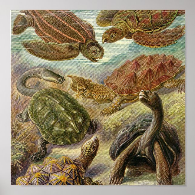 Poster vintage (Devant)