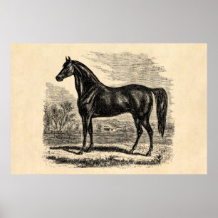 Poster Vintage 1800 s Horse - Morgane Equestrian