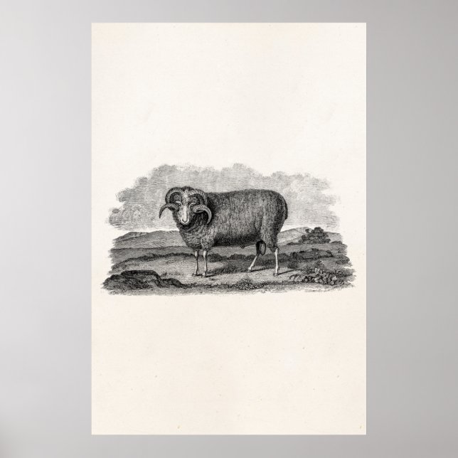 Poster Vintage 1800s Merino Sheep Ram Lamb Modèle (Devant)