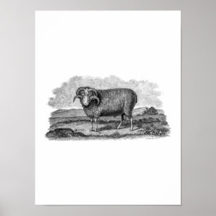 Poster Vintage 1800s Merino Sheep Ram Lamb Modèle