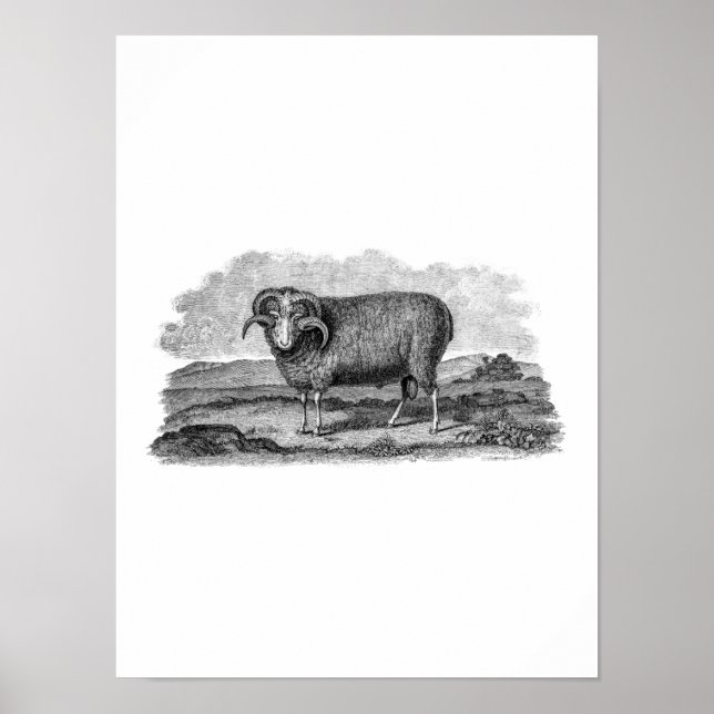 Poster Vintage 1800s Merino Sheep Ram Lamb Modèle (Devant)