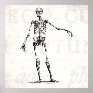 Poster Vintage 1800s Skeleton Retro Skeletons Anatomy