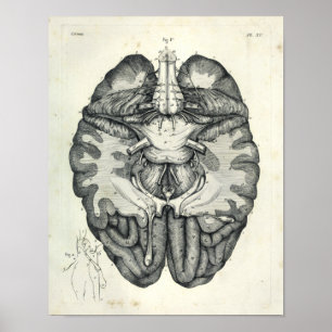 Poster Vintage 1805 Cerveau Cerveau Cranial Nerves Imprim