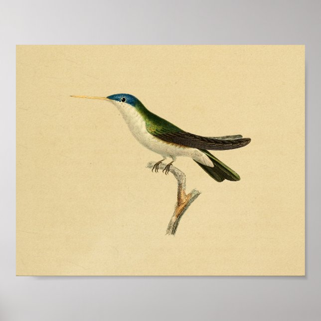 Poster Vintage 1830 Hummingbird Imprimer bleu vert (Devant)