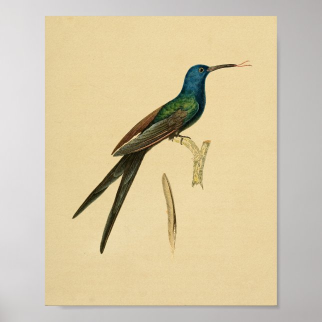 Poster Vintage 1830 Hummingbird Imprimer bleu vert (Devant)