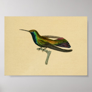 Poster Vintage 1830 Hummingbird Imprimer rouge bleu
