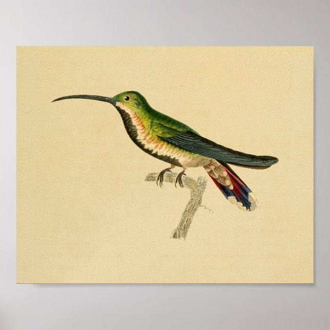Poster Vintage 1830 Hummingbird Imprimer vert rouge (Devant)