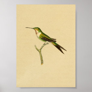 Poster Vintage 1830 Hummingbird Imprimer vert rouge
