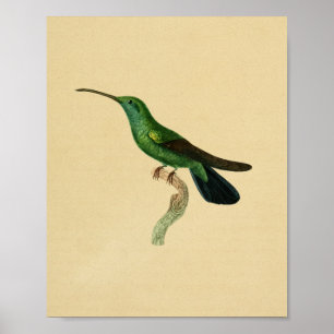 Poster Vintage 1830 Hummingbird Print Green Black