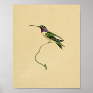 Poster Vintage 1830 Hummingbird Print Red Purple