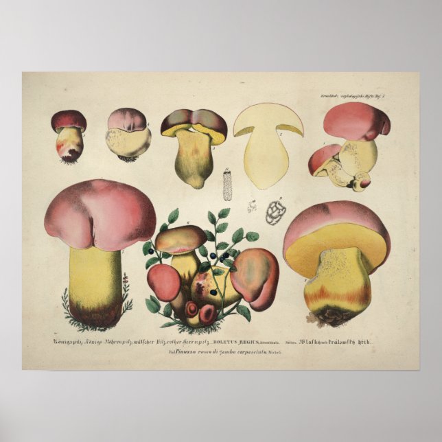 Poster Vintage 1831 Mushroom Variety Pink Yellow Print (Devant)