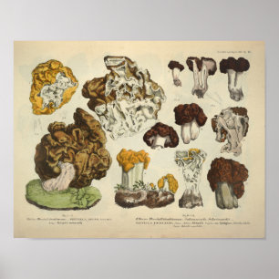 Poster Vintage 1831 Variété de champignons Jaune Brown Im