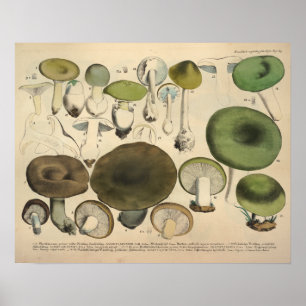Poster Vintage 1831 Variété de champignons Vert Brown Imp