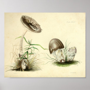 Poster Vintage 1855 Champignons Art Casquette Brown Impri