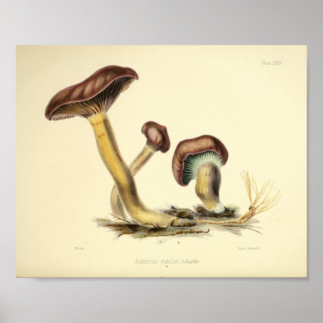 Poster Vintage 1855 Champignons Art Casquette Brown Impri (Devant)