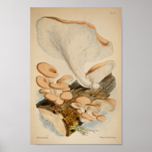 Poster Vintage 1863 Bois Brown Champignons Art Imprimer