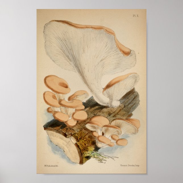 Poster Vintage 1863 Bois Brown Champignons Art Imprimer (Devant)