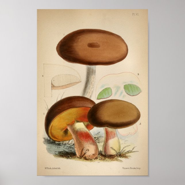 Poster Vintage 1863 Champignons Casquettes Brown Art Impr (Devant)