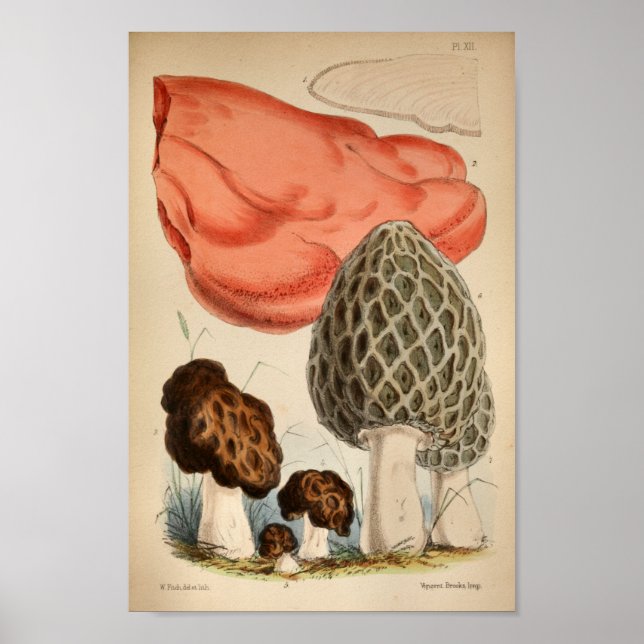 Poster Vintage 1863 Champignons rouges Brown Imprimer (Devant)