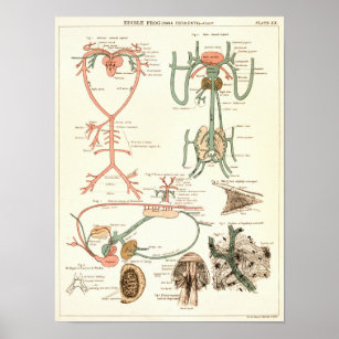 Poster Vintage 1881 Biologie de la grenouille Anatomie Im