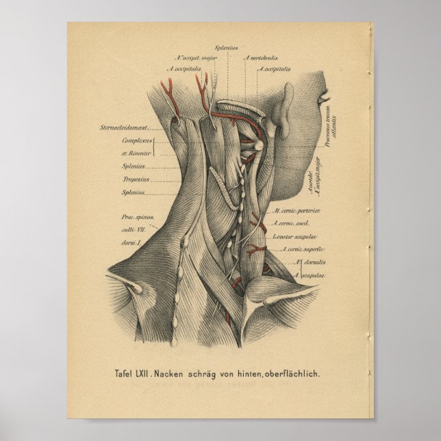 Poster Vintage 1888 Allemand Anatomie Imprimer Muscles Co (Devant)
