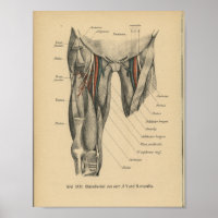 Vintage 1888 Allemand Anatomie Imprimer Muscles de