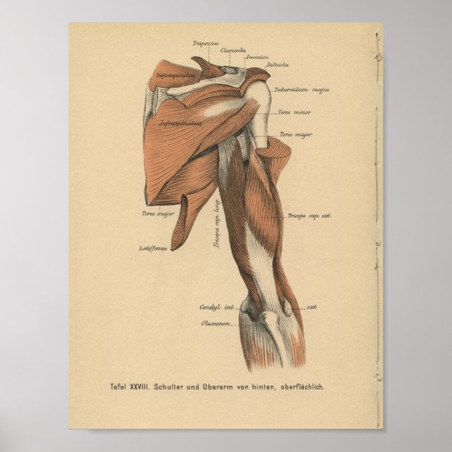 Poster Vintage 1888 Allemand Anatomie Imprimer Muscles de (Devant)