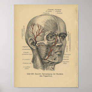 Poster Vintage 1888 Allemand Anatomie Imprimer Nerfs faci