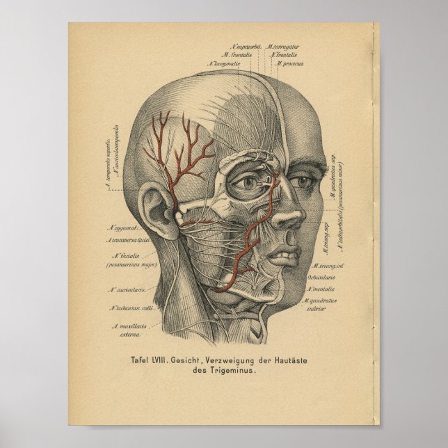 Poster Vintage 1888 Allemand Anatomie Imprimer Nerfs faci (Devant)