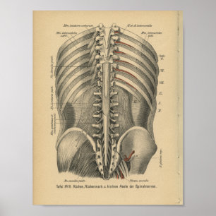 Poster Vintage 1888 Allemand Anatomie Imprimer Nerfs Spin