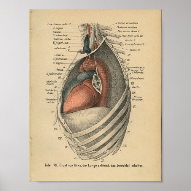 Poster Vintage 1888 Allemand Anatomie Print Heart (Devant)