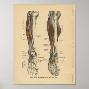 Poster Vintage 1888 Allemand Anatomy Print Leg Pied